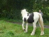 Aiqo pouliche irish cob de 1 an au Gypsys d'Eau Drey