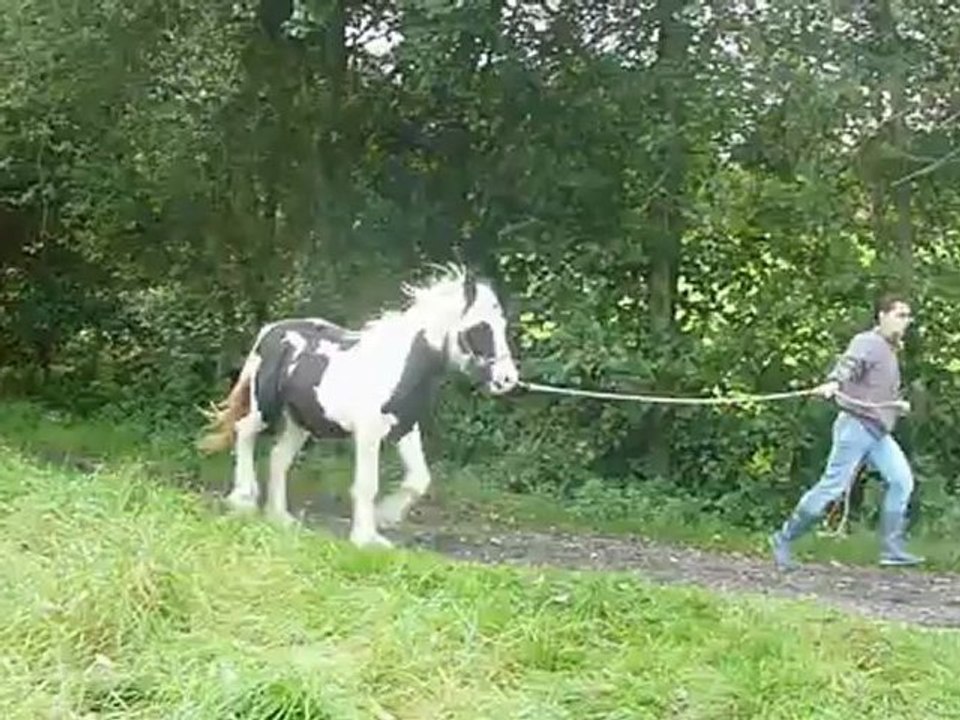 Aiqo pouliche irish cob de 1 an au Gypsys d'Eau Drey