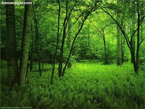 تلاوة مؤثرة ياسر الدوسري .. ويوم يعض الظالم على يديه yasser adosary