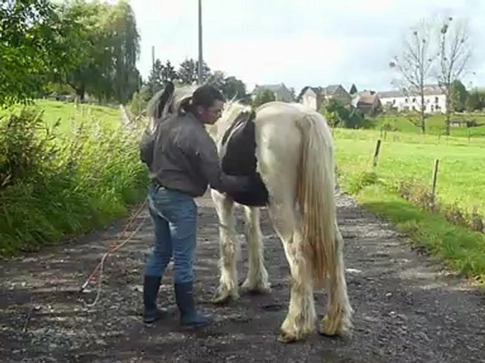 Aiqo pouliche irish cob de 1 an au Gypsys d'Eau Drey