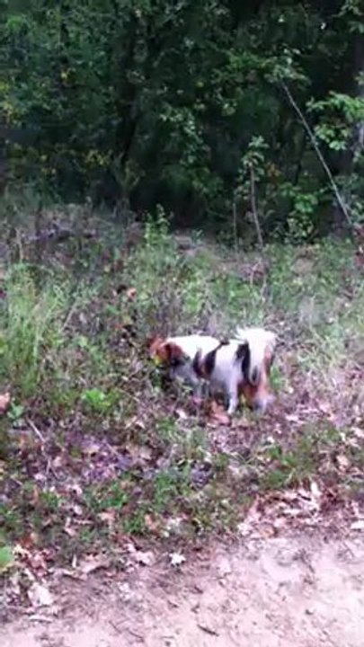 Phalenes en balade Septembre 2012