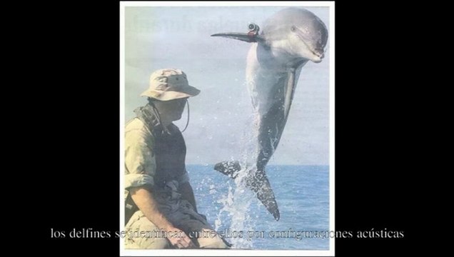 Origen de la musica 07 El cerebro auditivo - Prof Manuel Lafarga