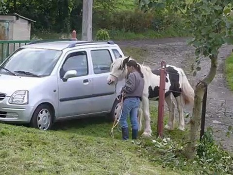 Aiqo pouliche irish cob de 1 an au Gypsys d'Eau Drey