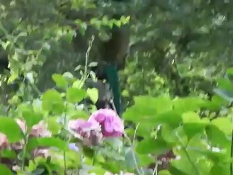 Étretat - accrobranches (12/13)