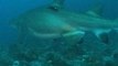 Australia bites back at shark attacks