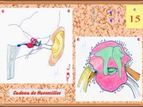 Audicion Humana - 04 Huesecillos - Prof Manuel Lafarga