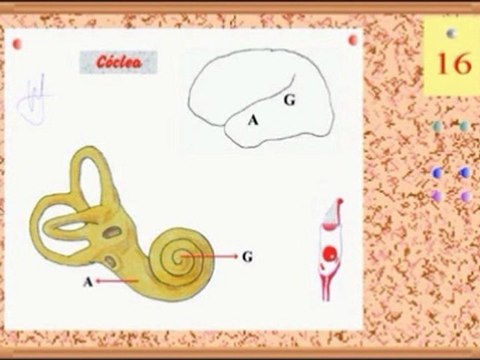 Audicion Humana - 05 Laberintos - Prof Manuel Lafarga