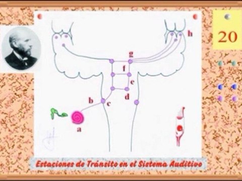 Audicion Humana - 08 Procesamiento auditivo y visual - Prof Manuel Lafarga