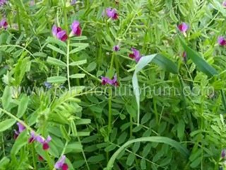 macar fiğ tohumu,macar fiği fiyatları