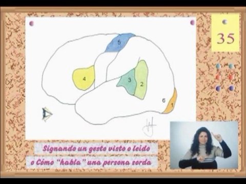 Neurologia 18 - Lenguaje entradas sensoriales y salidas motoras - Prof Manuel Lafarga