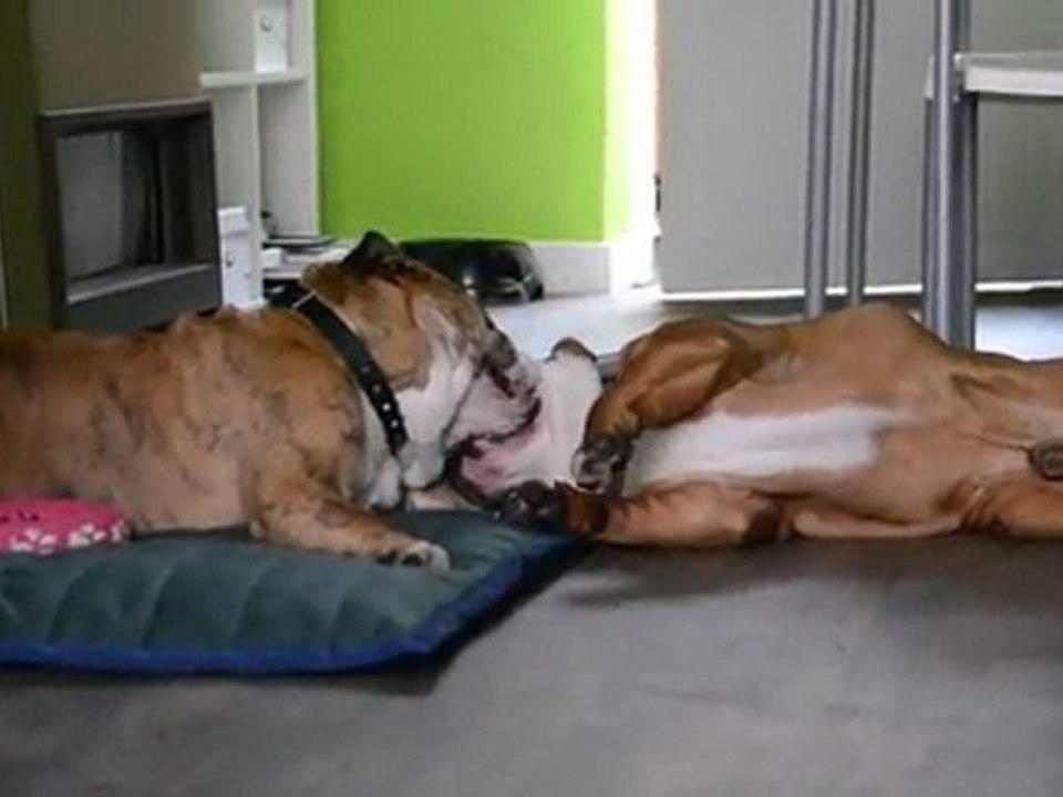 Nash & Loli jouent :)