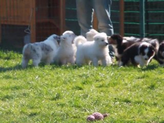 Bébés Djune/Kiss 7 semaines rencontre berger blanc suisse