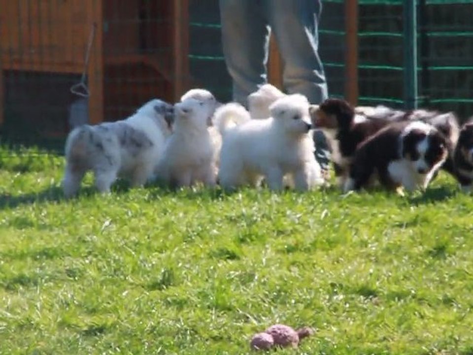 Bébés Djune/Kiss 7 semaines rencontre berger blanc suisse