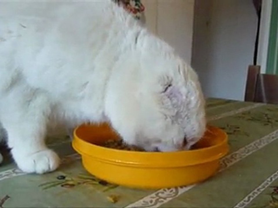 mistinguette et ses  nouvelles croquettes