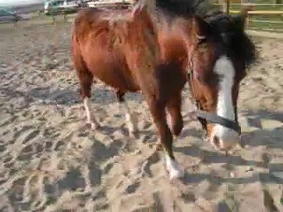 Many dans la petite carrière [Samedi 17 mars 2012].