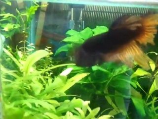 Donatella reprend du poil de la bête