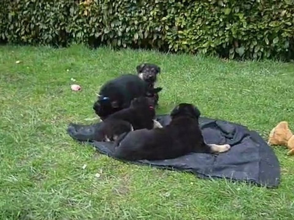 Chiots berger allemand de l'elevage d'araval