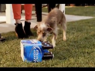 Extraordinary rescue dog saves party !