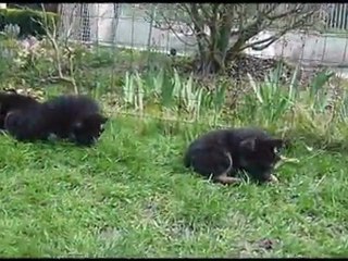 Chiots berger allemand