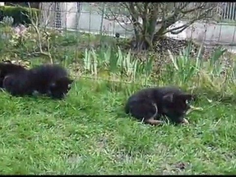 Chiots berger allemand