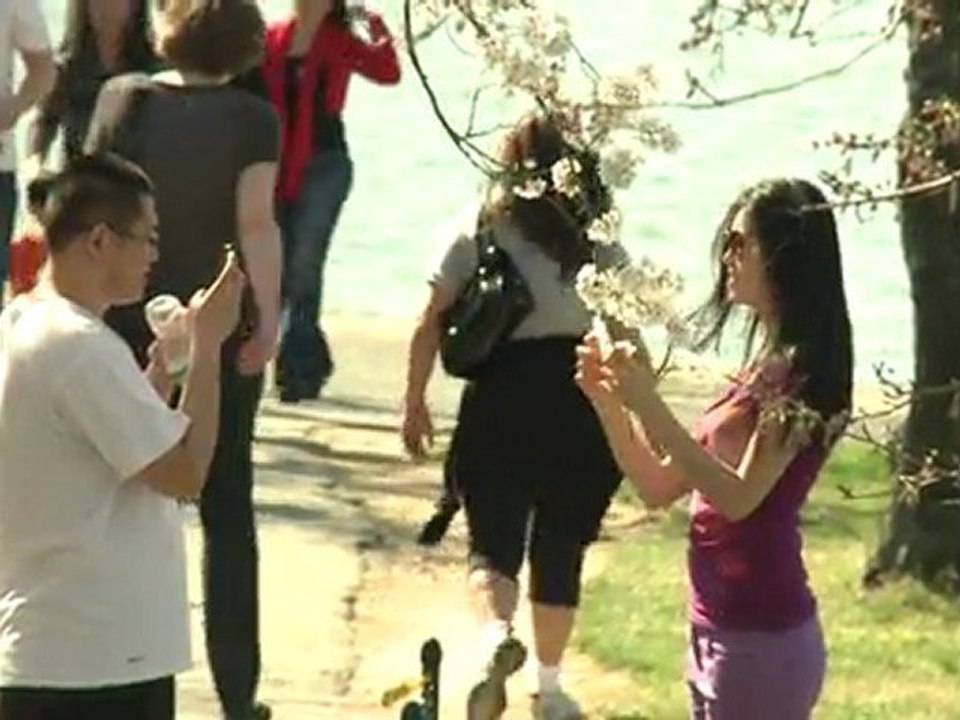 Ein Stück Japan in Washington - Kirschblütenfest lockt Touristen