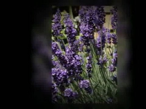 Efficient Strategies When It Comes To Making Herb Garden