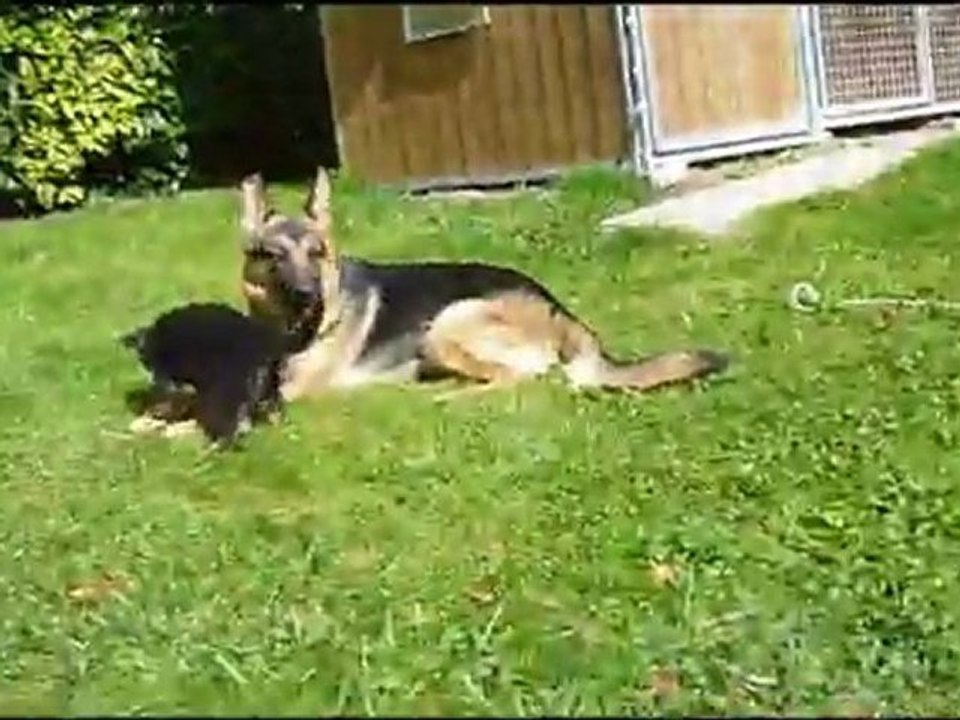 Chiots Elka d'araval