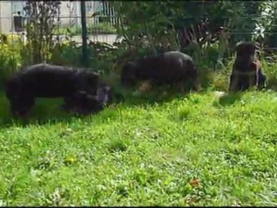 Chiots Elka 6 semaines