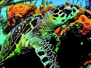 Sport Diver Presents: South Tobago