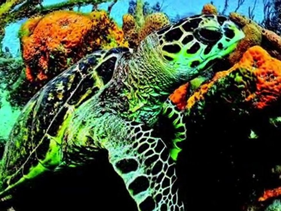 Sport Diver Presents: South Tobago