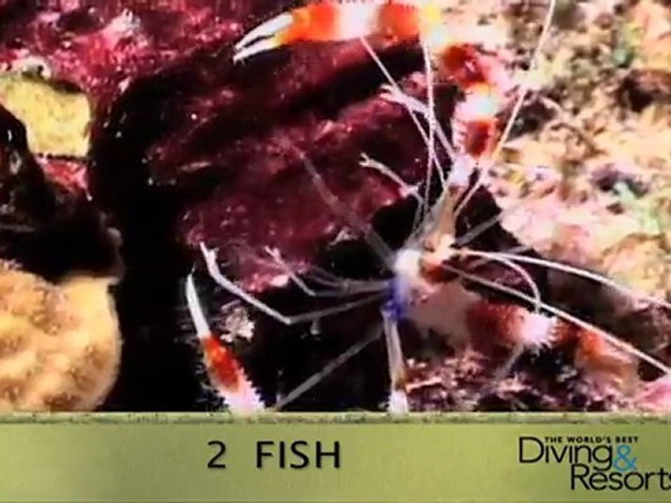 2012 World's Best Diving and Resorts Video: Bonaire