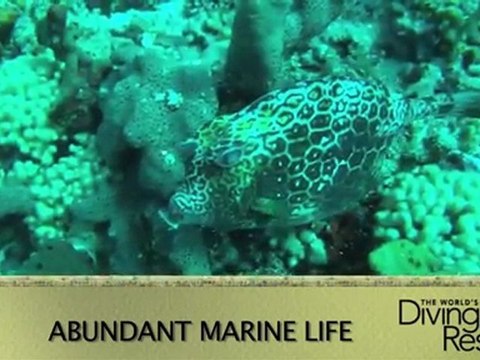 2012 World's Best Diving and Resorts Video: Blue Waters Inn