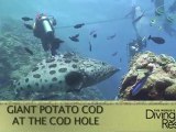 World's Best Diving and Resorts: Taka Dive Australia