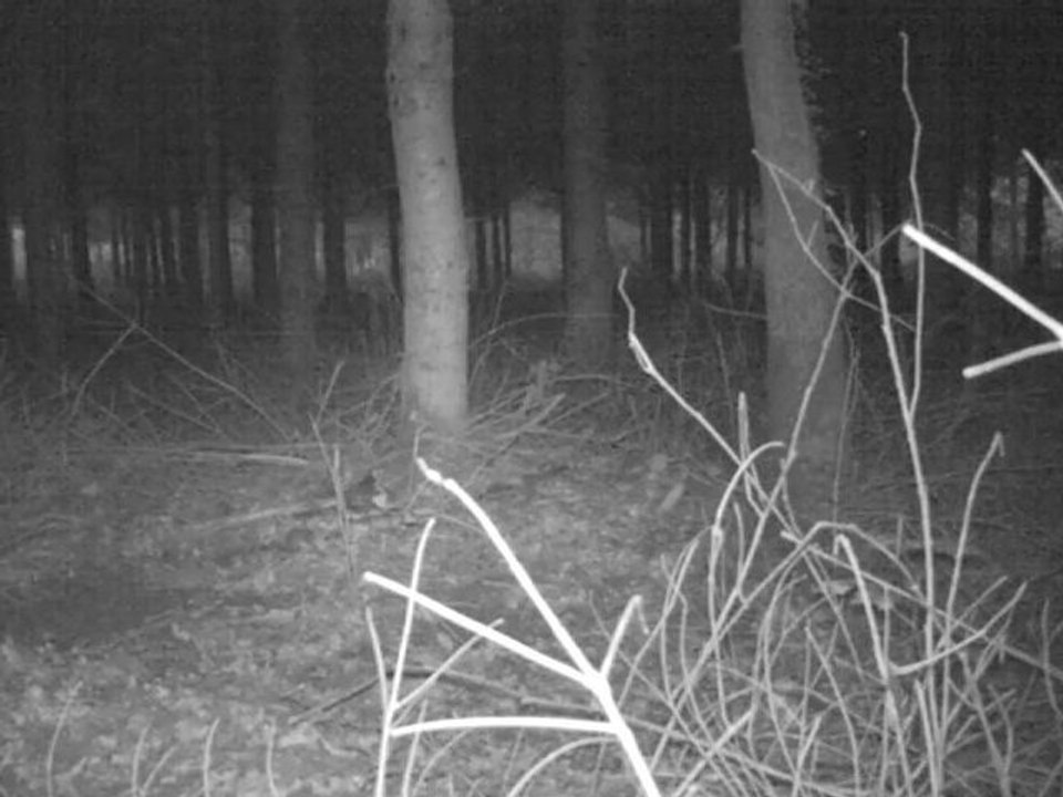 renard impressionnant 1