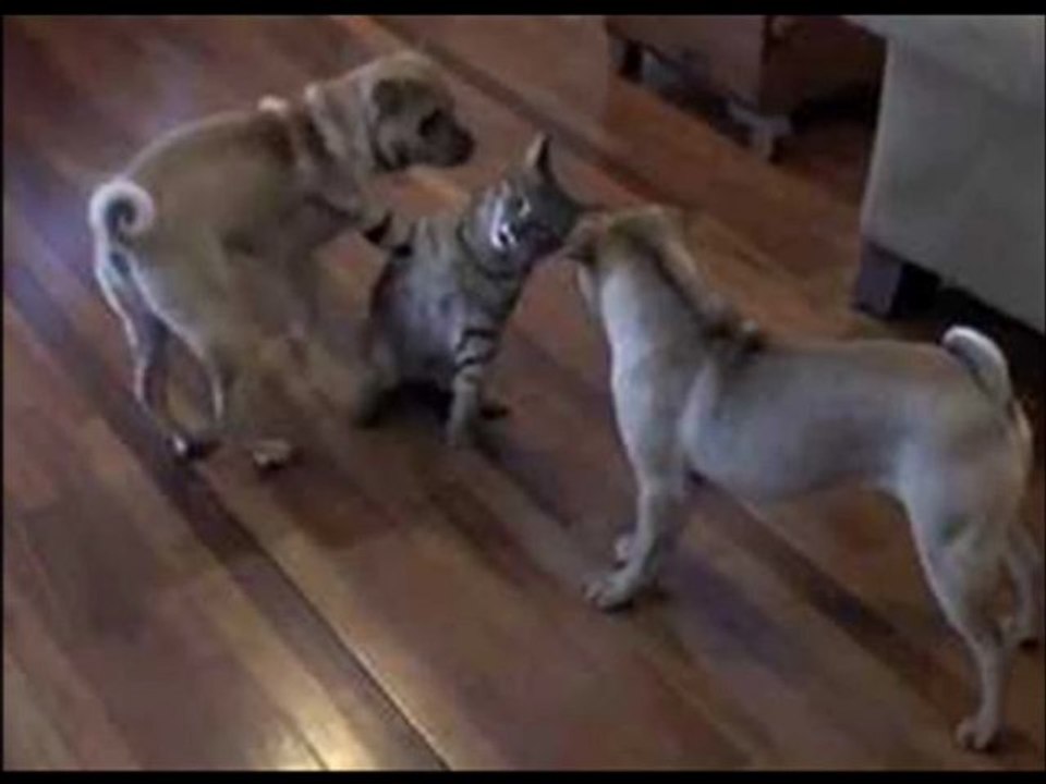 1KEDİ ve 2KÖPEK KAZANAN  KEDİ