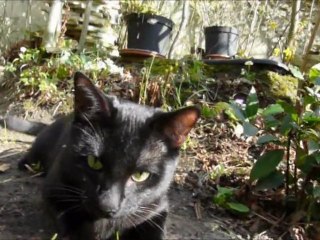 Nouveau copain chat  dans la petite Forêt  des "Sculptures-Vivantes"