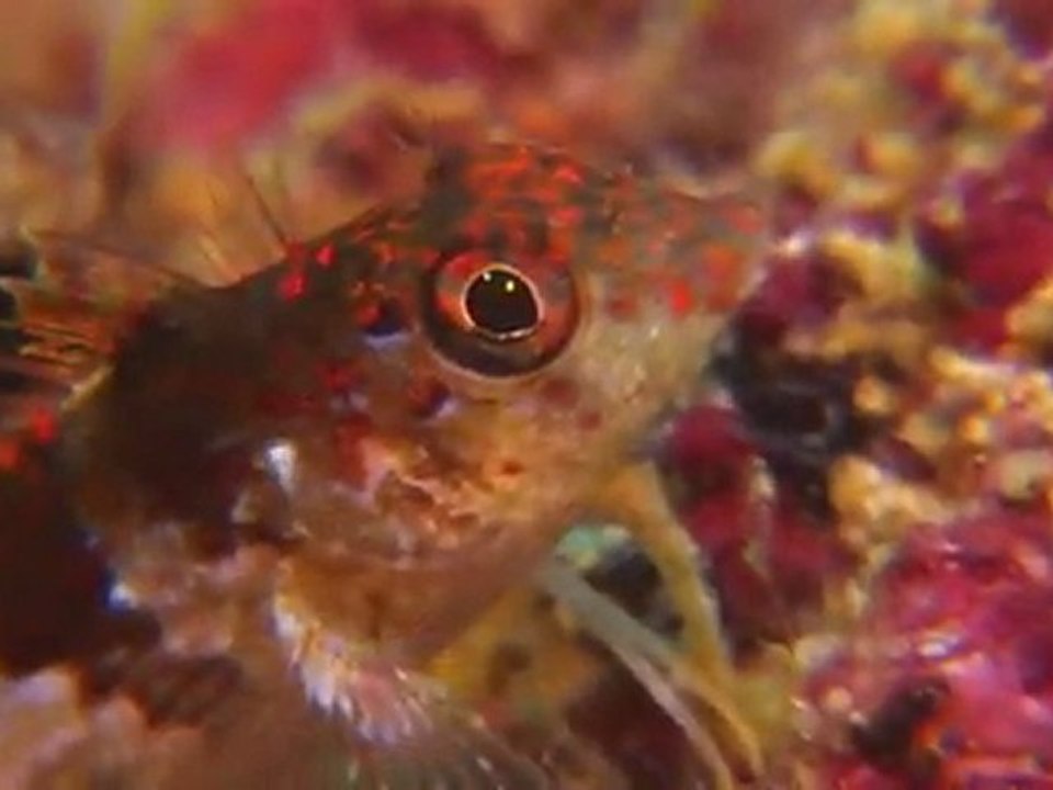Dive Adventure: Aruba