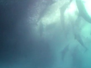 Sardine Run - Rolex Scholar