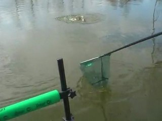 [carpe au coup à Boves] vive les arbres... on a eu chaud !!!  ^_^ le 20/03/2012