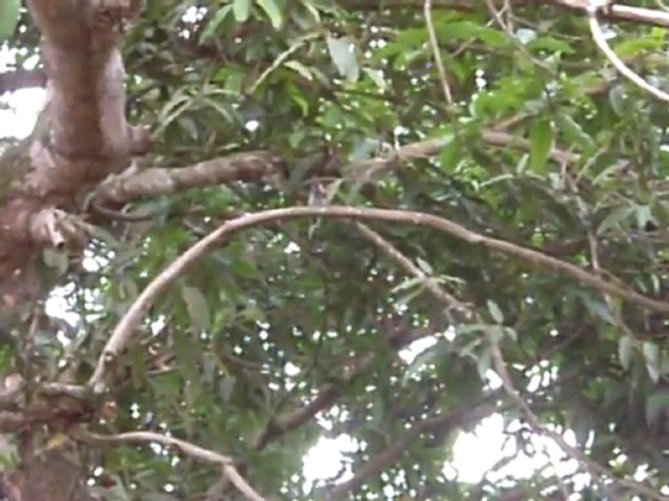 oiseau