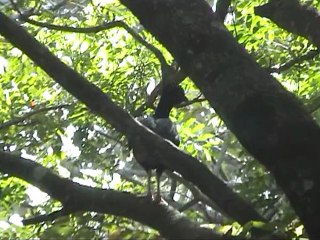 One off the most endangered birds off the world,the Mitu Mitu by Harry Geurts C 2012 Brasil