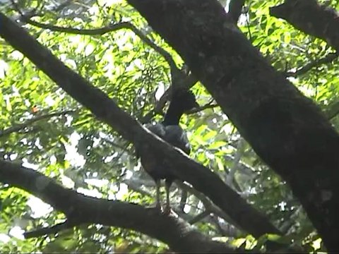 One off the most endangered birds off the world,the Mitu Mitu by Harry Geurts C 2012 Brasil