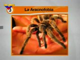 (VIDEO) Las cinco fobias más comunes de la población 21.03.2012