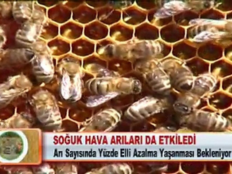 SOĞUK HAVA ARILARI DA ETKİLEDİ 12.03.2012
