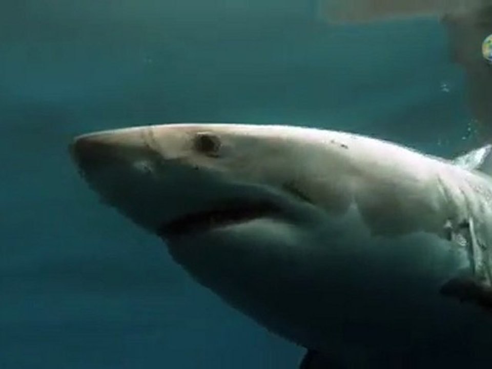 Shark Week