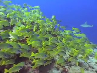 About Aggressor Fleet