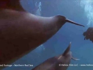 Raw Video: Speedy Underwater Dolphins
