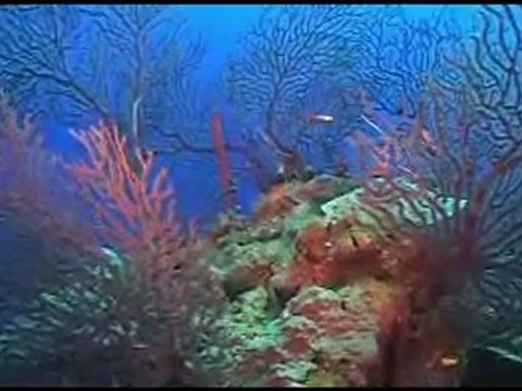 PADI Total Submersion - Sunset House Grand Cayman