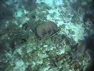 Critter Survival Guide