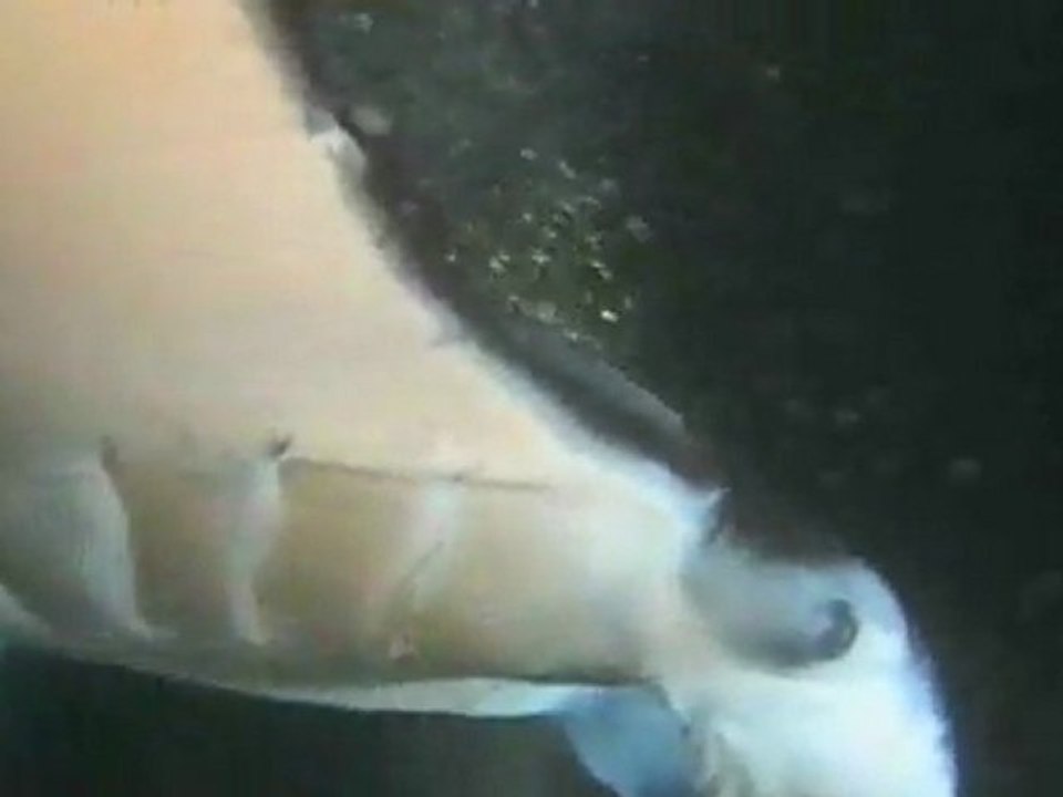 Kona Classic 2008 Third Place